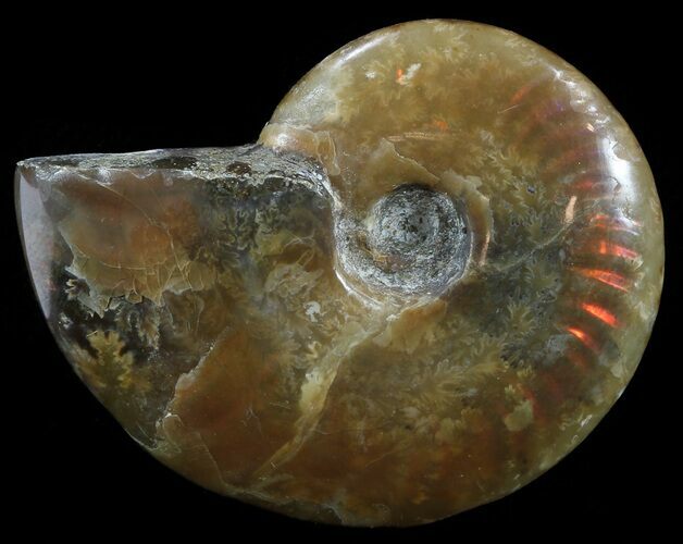 Flashy Red Iridescent Ammonite - Wide #52345